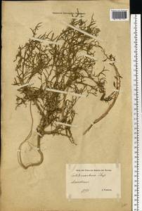 Cakile maritima subsp. baltica (Jord. ex Rouy & Foucaud) Hyl. ex P.W. Ball, Eastern Europe, Estonia (E2c) (Estonia)