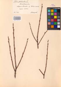 Salix pentandra L., Eastern Europe, Moscow region (E4a) (Russia)