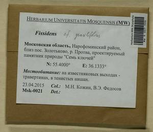 Fissidens gracilifolius Brugg.-Nann. & Nyholm, Bryophytes, Bryophytes - Moscow City & Moscow Oblast (B6a) (Russia)