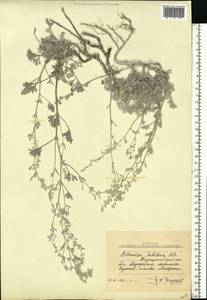 Artemisia hololeuca M. Bieb. ex Besser, Eastern Europe, North Ukrainian region (E11) (Ukraine)