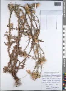 Carduus pycnocephalus subsp. cinereus (M. Bieb.) Davis, Caucasus, Black Sea Shore (from Novorossiysk to Adler) (K3) (Russia)