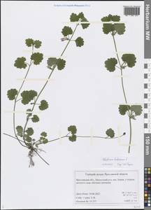 Glechoma hederacea L., Eastern Europe, Central forest region (E5) (Russia)