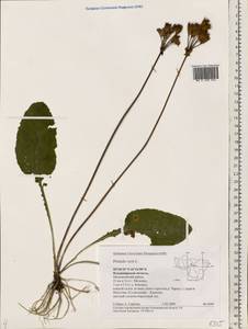 Primula veris, Eastern Europe, Central region (E4) (Russia)
