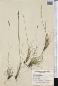 Danthonia intermedia Vasey, America (AMER) (Canada)