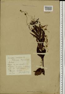 Cuscuta europaea L., Siberia, Altai & Sayany Mountains (S2) (Russia)