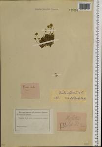 Draba alpina L., Siberia (no precise locality) (S0) (Russia)