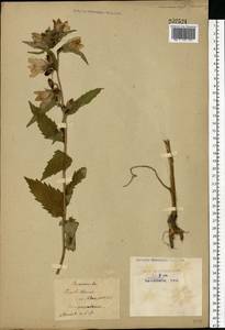 Campanula trachelium L., Eastern Europe, Moscow region (E4a) (Russia)