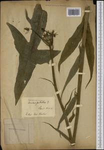 Sonchus palustris L., Western Europe (EUR) (France)