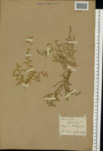 Herniaria polygama Gay, Eastern Europe, Western region (E3) (Russia)