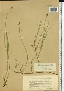 Carex pseudocuraica F.Schmidt, Siberia, Baikal & Transbaikal region (S4) (Russia)