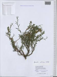 Genista albida Willd., Caucasus, Stavropol Krai, Karachay-Cherkessia & Kabardino-Balkaria (K1b) (Russia)
