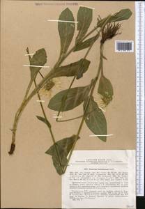 Doronicum turkestanicum Cavill., Middle Asia, Northern & Central Tian Shan (M4) (Kazakhstan)