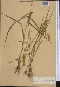 Setaria pumila (Poir.) Roem. & Schult., Western Europe (EUR) (Poland)