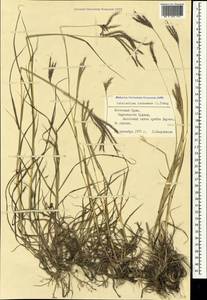 Bothriochloa ischaemum (L.) Keng, Crimea (KRYM) (Russia)