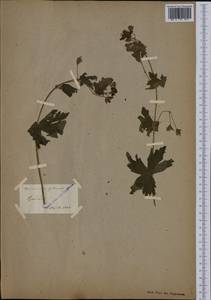 Geranium phaeum L., Western Europe (EUR) (France)