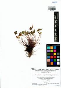 Aleuritopteris argentea (S. G. Gmel.) Fée, Siberia, Baikal & Transbaikal region (S4) (Russia)