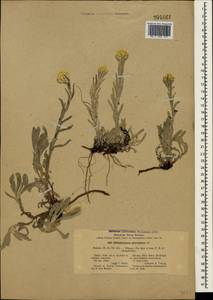 Helichrysum graveolens (M. Bieb.) Sweet, Crimea (KRYM) (Russia)