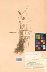 Carex neurocarpa Maxim., Siberia, Russian Far East (S6) (Russia)