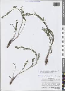 Jacobaea borysthenica (DC.) B.Nord., Eastern Europe, Lower Volga region (E9) (Russia)