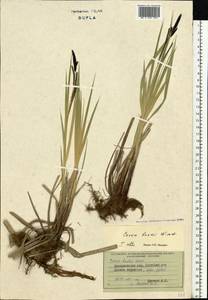 Carex buekii Wimm., Eastern Europe, West Ukrainian region (E13) (Ukraine)