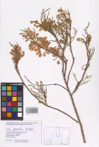 Tamarix gracilis Willd., Middle Asia, Caspian Ustyurt & Northern Aralia (M8) (Kazakhstan)