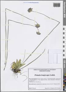 Primula longiscapa Ledeb., Siberia, Western Siberia (S1) (Russia)