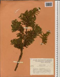 Taxus cuspidata Siebold & Zucc., South Asia, South Asia (Asia outside ex-Soviet states and Mongolia) (ASIA) (North Korea)