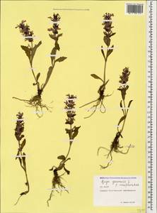 Ajuga genevensis L., Caucasus, North Ossetia, Ingushetia & Chechnya (K1c) (Russia)