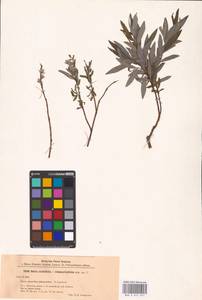 Salix acutifolia × rosmarinifolia, Eastern Europe, North-Western region (E2) (Russia)