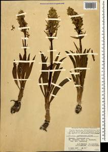 Dactylorhiza romana subsp. georgica (Klinge) Soó ex Renz & Taubenheim, Caucasus, Armenia (K5) (Armenia)