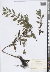 Lycopus europaeus L., Eastern Europe, Northern region (E1) (Russia)