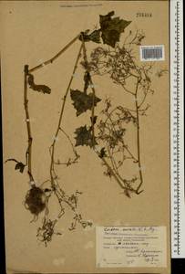 Mycelis muralis (L.) Dumort., Eastern Europe, Moscow region (E4a) (Russia)