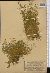 Stellaria brachypetala Bunge, Middle Asia, Western Tian Shan & Karatau (M3) (Kazakhstan)