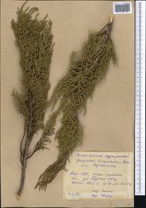 Juniperus pseudosabina Fisch. & C.A.Mey., Middle Asia, Northern & Central Tian Shan (M4) (Kyrgyzstan)