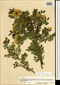 Rosa spinosissima L., Mongolia (MONG) (Mongolia)