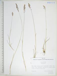Poa pratensis L., Siberia, Russian Far East (S6) (Russia)