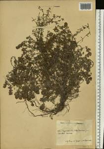 Thymus calcareus Klokov & Des.-Shost., Eastern Europe, Central forest-and-steppe region (E6) (Russia)