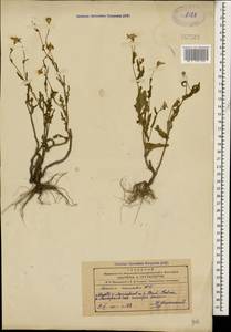 Senecio vernalis Waldst. & Kit., Caucasus, Azerbaijan (K6) (Azerbaijan)