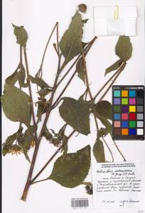 Helianthus tuberosus L., Eastern Europe, Moscow region (E4a) (Russia)