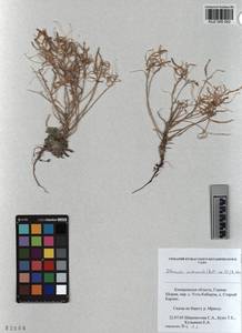 KUZ 005 052, Stevenia cheiranthoides subsp. incarnata (Lamb. ex DC.) D. A. German, Siberia, Altai & Sayany Mountains (S2) (Russia)
