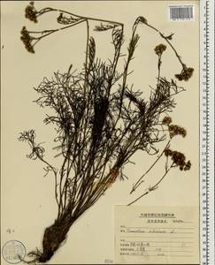 Filifolium sibiricum (L.) Kitam., South Asia, South Asia (Asia outside ex-Soviet states and Mongolia) (ASIA) (China)