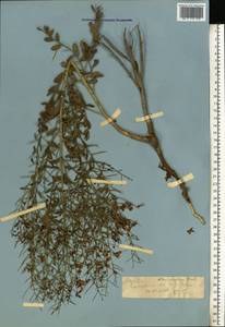 Alhagi pseudalhagi (M.Bieb.) Desv. ex Wangerin, Eastern Europe, Lower Volga region (E9) (Russia)