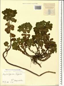 Euphorbia helioscopia subsp. helioscopia, Caucasus, Azerbaijan (K6) (Azerbaijan)