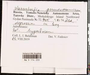 Warnstorfia pseudostraminea (Müll. Hal.) Tuom. & T.J. Kop., Bryophytes, Bryophytes - Western Siberia (including Altai) (B15) (Russia)