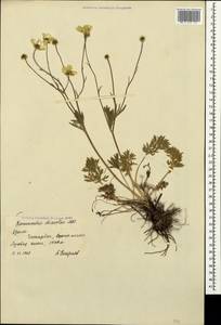 Ranunculus dissectus, Crimea (KRYM) (Russia)
