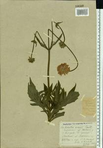 Knautia arvensis (L.) Coult., Eastern Europe, North-Western region (E2) (Russia)