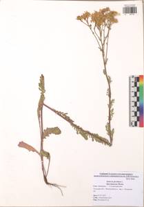 Jacobaea vulgaris subsp. vulgaris, Eastern Europe, Central region (E4) (Russia)