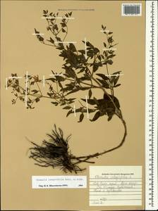 Clematis lathyrifolia Besser ex Rchb., Caucasus, Krasnodar Krai & Adygea (K1a) (Russia)