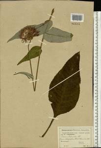 Cirsium heterophyllum (L.) Hill, Eastern Europe, Moscow region (E4a) (Russia)