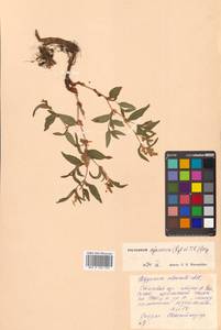 Koenigia ajanensis (Regel & Tiling) J.H.Xue, Chepinoga & K.P.Ma, Siberia, Russian Far East (S6) (Russia)